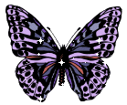 butterfly purple tones butterfly image